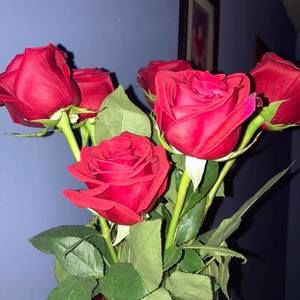 Meet your Posher, Elva